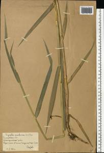 Двукисточник тростниковидный L., Восточная Европа, Нижневолжский район (E9) (Россия)