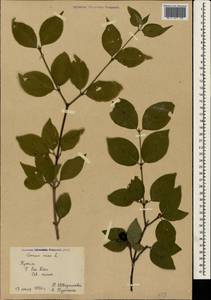 Кизил мужской, Кизил обыкновенный L., Крым (KRYM) (Россия)