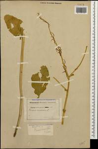 Rhamphospermum arvense (L.) Andrz. ex Besser, Кавказ, Ставропольский край, Карачаево-Черкесия, Кабардино-Балкария (K1b) (Россия)