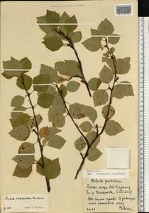 Betula pubescens subsp. pubescens, Восточная Европа, Северный район (E1) (Россия)
