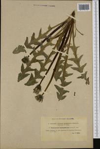 Taraxacum hamatiforme Dahlst., Западная Европа (EUR) (Швеция)