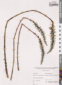 Хвостник обыкновенный, Водяная сосенка L., Сибирь, Чукотка и Камчатка (S7) (Россия)