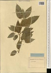Ficus racemosa L., Зарубежная Азия (ASIA) (Неизвестно)