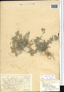 Odontarrhena inflata (Nyár.) D. A. German, Средняя Азия и Казахстан, Копетдаг, Бадхыз, Малый и Большой Балхан (M1) (Туркмения)