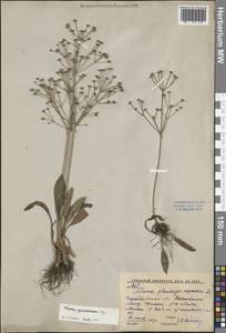 Частуха злаковая Lej., Восточная Европа, Нижневолжский район (E9) (Россия)