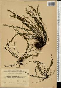 Костенец волосовидный L., Кавказ, Грузия (K4) (Грузия)