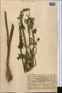 Осот шероховатый, Осот шершавый (L.) Hill, Средняя Азия и Казахстан, Северный и Центральный Тянь-Шань (M4) (Казахстан)