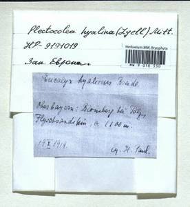Solenostoma hyalinum (Lyell) Mitt., Гербарий мохообразных, Мхи - Западная Европа (BEu) (Германия)