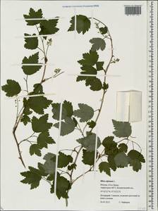 Смородина альпийская L., Восточная Европа, Московская область и Москва (E4a) (Россия)