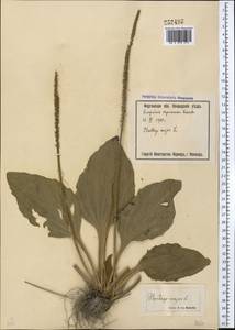 Подорожник большой L., Средняя Азия и Казахстан, Сырдарьинские пустыни и Кызылкумы (M7) (Узбекистан)