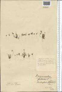 Ceratocephala orthoceras DC., Средняя Азия и Казахстан, Северный и Центральный Казахстан (M10) (Казахстан)