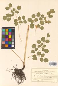 Thalictrum aquilegiifolium subsp. aquilegiifolium, Сибирь, Дальний Восток (S6) (Россия)