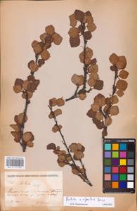 Betula intermedia var. intermedia, Восточная Европа, Северный район (E1) (Россия)