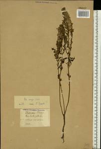 Rhinanthus serotinus var. vernalis (N. W. Zinger) Janch., Восточная Европа (без точных пунктов) (E0) (Неизвестно)