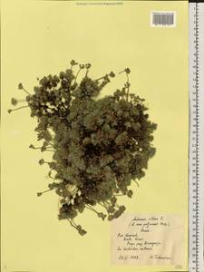 Проломник Козо-Полянского (Ovcz.) Fed., Восточная Европа, Центральный лесостепной район (E6) (Россия)