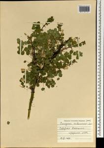 Карагана древовидная, Желтая акация Lam., Монголия (MONG) (Монголия)