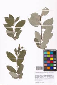 Ива лопарская L., Восточная Европа, Московская область и Москва (E4a) (Россия)