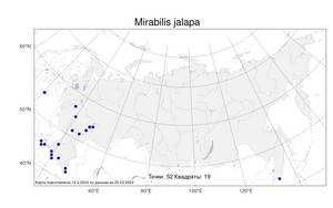 Mirabilis jalapa, Мирабилис ялапа, Ночная красавица L., Атлас флоры России (FLORUS) (Россия)