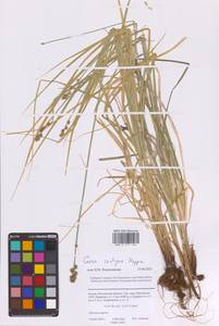 Осока колосистая, Восточная Европа, Московская область и Москва (E4a) (Россия)