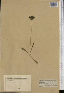 Tolpis staticifolia (All.) Sch. Bip., Западная Европа (EUR) (Германия)
