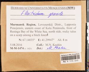 Flexitrichum gracile (Mitt.) Ignatov & Fedosov, Гербарий мохообразных, Мхи - Карелия, Ленинградская и Мурманская области (B4) (Россия)