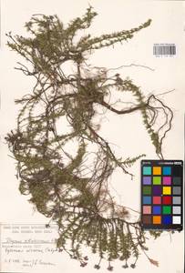 MHA 0 156 857, Тимьян Палласа, Чабрец Палласа Heinr.Braun, Восточная Европа, Южно-Украинский район (E12) (Украина)