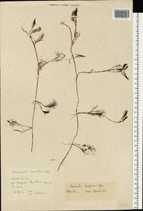 Лютик Кауфмана, Шелковник Кауфмана P.Clerc, Восточная Европа, Московская область и Москва (E4a) (Россия)