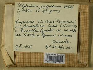 Polytrichum juniperinum Hedw., Гербарий мохообразных, Мхи - Центральное Нечерноземье (B6) (Россия)