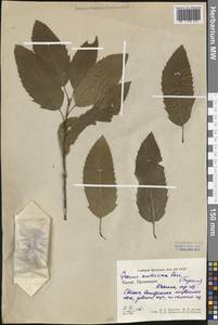 Quercus acutissima Carruth., Зарубежная Азия (ASIA) (КНР)