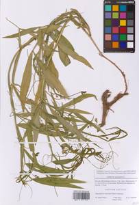 Чина лесная L., Восточная Европа, Московская область и Москва (E4a) (Россия)