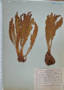 Щитовник пахучий (L.) Schott, Сибирь, Дальний Восток (S6) (Россия)