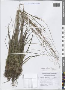 Carex × turfosa Fr., Сибирь, Прибайкалье и Забайкалье (S4) (Россия)