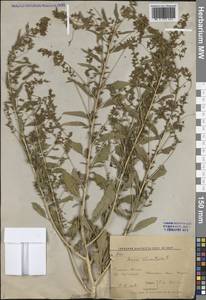 Безвкусница ширицевидная L., Сибирь, Дальний Восток (S6) (Россия)