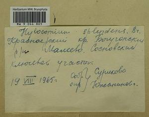 Hylocomium splendens (Hedw.) Schimp., Гербарий мохообразных, Мхи - Красноярский край, Тыва и Хакасия (B17) (Россия)