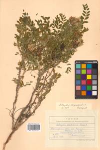 Астрагал болотный L., Сибирь, Дальний Восток (S6) (Россия)