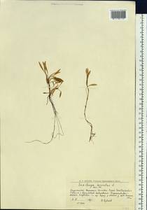 Камнеломка болотная L., Сибирь, Западная Сибирь (S1) (Россия)