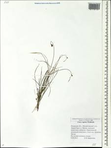 Осока приземистая Willd. ex Wahlenb., Восточная Европа, Центральный район (E4) (Россия)