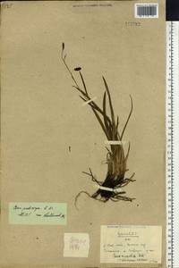 Осока ногоплодная R.Br., Сибирь, Чукотка и Камчатка (S7) (Россия)