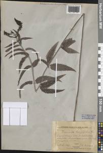 Вероника длиннолистная L., Восточная Европа, Нижневолжский район (E9) (Россия)