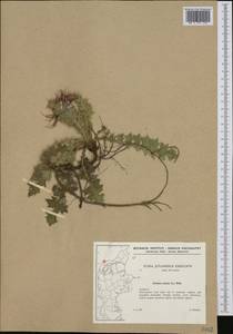 Cirsium acaule (L.) Scop., Западная Европа (EUR) (Дания)