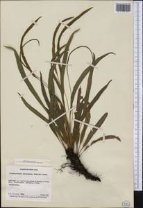 Elaphoglossum petiolatum (Sw.) Urb., Америка (AMER) (Коста-Рика)