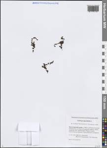 Камнеломка супротивнолистная L., Сибирь, Центральная Сибирь (S3) (Россия)