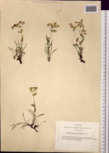 Володушка многожилковая DC., Сибирь, Алтай и Саяны (S2) (Россия)