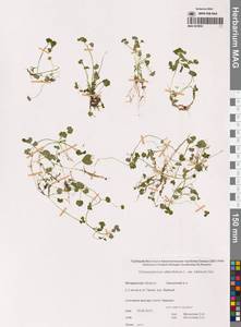 Селезеночник сибирский (Ser. ex DC.) A.P.Khokhr., Сибирь, Чукотка и Камчатка (S7) (Россия)