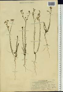 Linum perenne subsp. perenne, Сибирь, Алтай и Саяны (S2) (Россия)