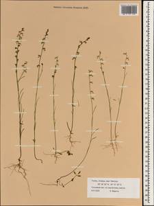 Scrophulariaceae, Зарубежная Азия (ASIA) (Турция)