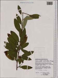 Cotoneaster salicifolius Franch., Западная Европа (EUR) (Германия)