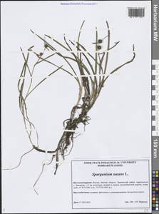 Ежеголовник плавающий L., Сибирь, Западная Сибирь (S1) (Россия)