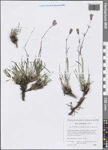 Смолевка узколистная Ledeb., Сибирь, Дальний Восток (S6) (Россия)