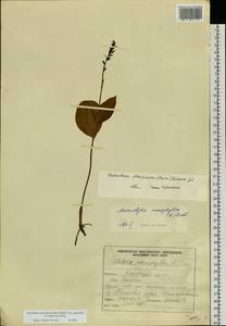 Любка Хориса (Cham.) Rchb.f., Сибирь, Чукотка и Камчатка (S7) (Россия)